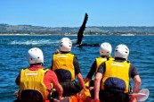 Kayaking v Byron Bay, Lexis Austrálie