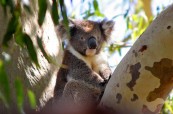 Koala, jeden ze symbolů Austrálie, Lexis Brisbane